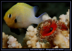 Little Damsel Fish looking at the Christmas Tree... :O)..... by Michel Lonfat 